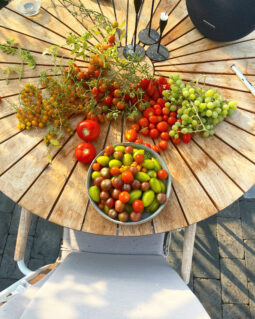 Tomates from seed